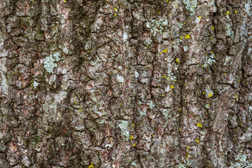 Tree Trunk Close Up