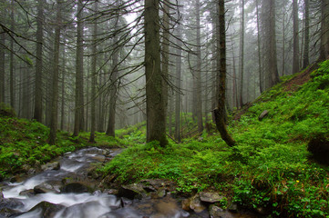 River in the woods