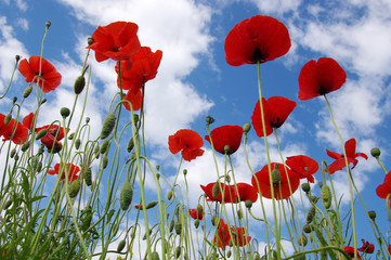 Obraz premium Red poppies on field
