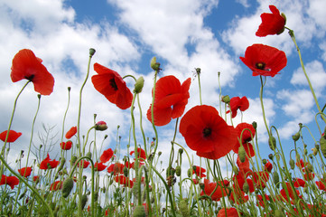 Red poppies on field