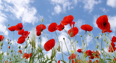 Obraz premium Czerwone maki na polu