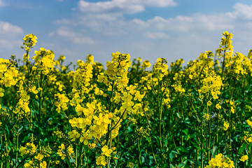 nahaufnahme von blühendem raps mit schärfeverlauf