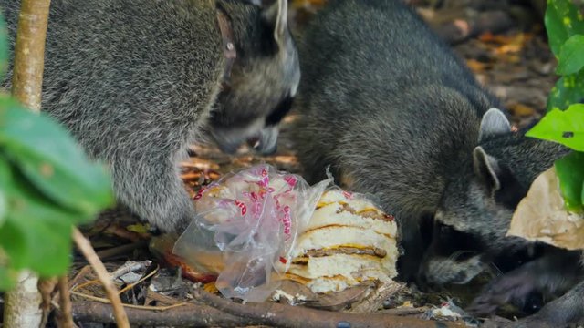 Costarica,01/01/2017:racoons family eating junk food stolen from tourists