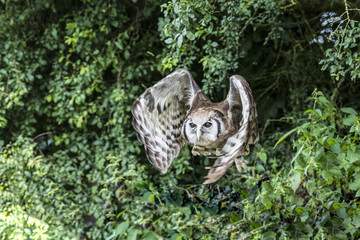 Owl in Flight