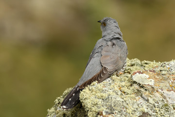 Cuco posado