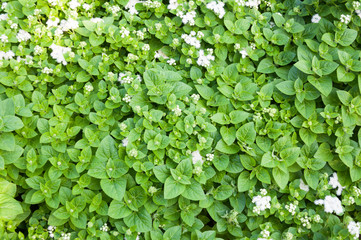Fresh green peppermint herb is also used medicinally as an herbal tea,for background