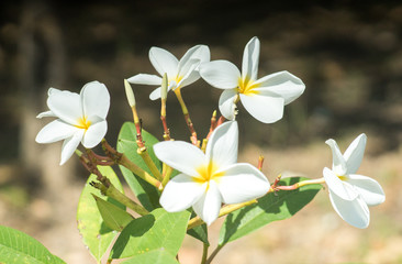 Fototapeta premium My Shooting Album