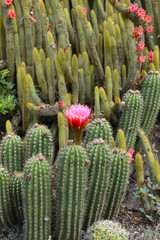 Cactus desert plant with blossoming red flowers