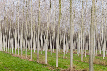 Cultivation of beech trees