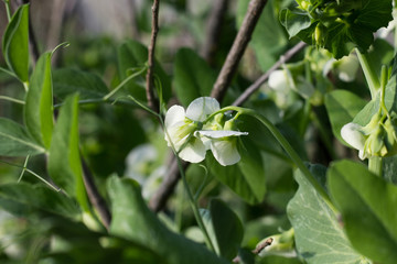 Pea Flowers