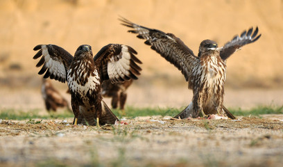 Ratoneros en el campo