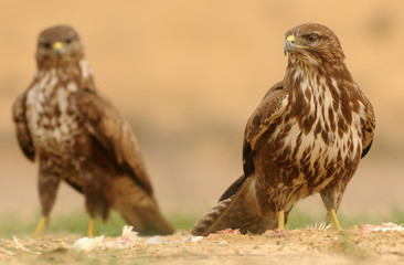 Pareja de ratoneros en el suelo