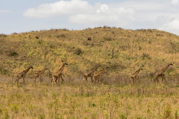 Fototapeta na wymiar A flock of giraffes are walking on the shroud