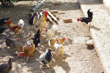 Traditional free range poultry farming.Chickens.