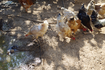 Traditional free range poultry farming.Chickens.