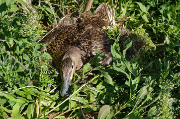 Duck sitting in a nest on the ground.