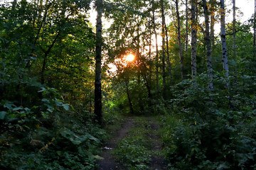 Naklejka premium Walk in the woods