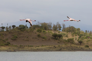 Fototapeta premium Flying Pink Flamingos in lake