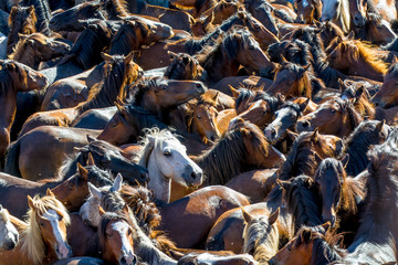 Full Frame View of  Wild Horses Herd
