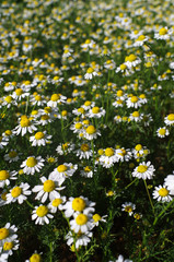 Fototapeta premium Bloom of chamomile flower in garden.