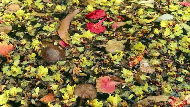 Beautiful fallen flowers and leaves floating on green water. Flowers of yellow Peltophorum pterocarpum, copperpod and red Delonix regia, flame tree