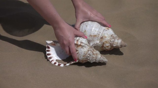 High quality video of picking up shell on the beach  in real 1080p slow motion 250fps