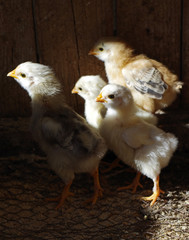 Lots of little chicks in a cale at the agricultural farm.