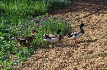 Three ducks walking in a garden.