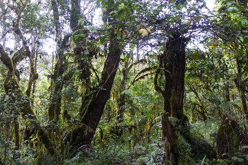 Track on Kilimanjaro on the Machame Route Whiskey