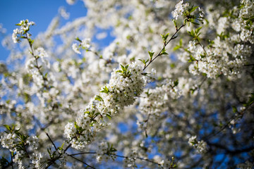 White flowers of the cherry blossoms on a spring day in the garden.