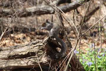Cute squirrel playing in the park