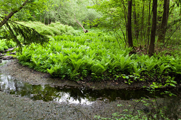 Fern grows thick in the wet spring forest