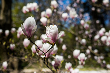 magnolia tree blossom in spring park garden