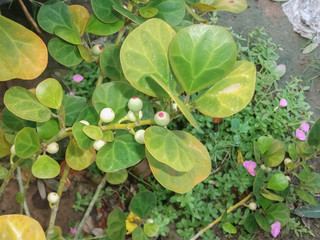 Ornamental trees in the garden