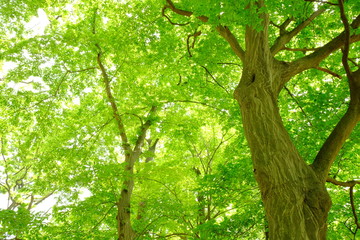 Obraz premium 新緑を迎えた森林