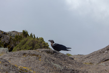 Track on Kilimanjaro on the Machame Route Whiskey