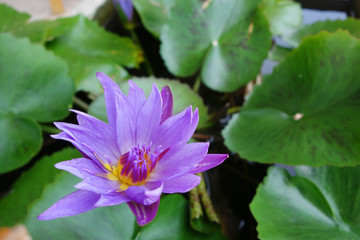 Beautiful close-up blooming purple single Lotus flower with green leaves in the background, Lotus is  flower in tropical zone.