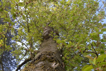 Baum reicht in den Himmel