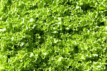 Fototapeta na wymiar Green lettuce leaves