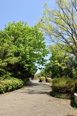 新緑の散歩道