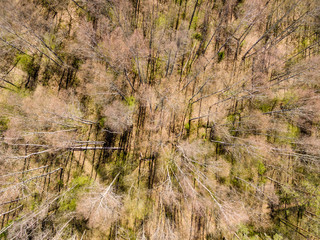 Fototapeta premium drone image. aerial view of rural area with fields and forests