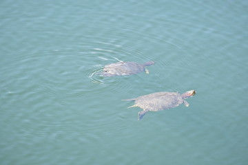 Turtles swimming in lake of New York Central Park