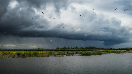 stormy sky with sea guls and birds with water