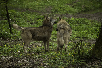 Para wilków 
