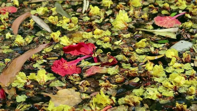 Beautiful fallen flowers and leaves floating on green water. Flowers of yellow Peltophorum pterocarpum, copperpod and red Delonix regia, flame tree