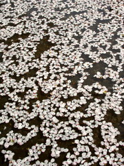 水に浮く桜の花びら