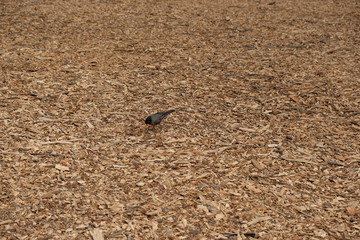 Colorful bird in New York Central Park