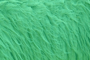 green dye sheep fur