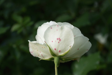 Downy mildew on the rose leaf ( Peronospora sparsa ) or Anthracnose (sphaceloma rosarum )