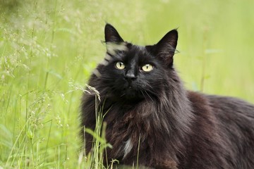 Black norwegian forest cat female